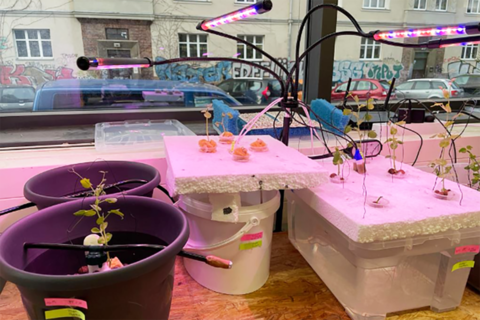 Hydroponik Zu sehen sind Pflanzen in Behältern unter LED-Lichtern