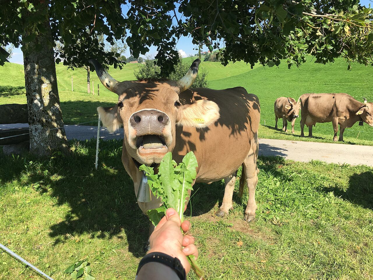 Kuh frisst Löwenzahn