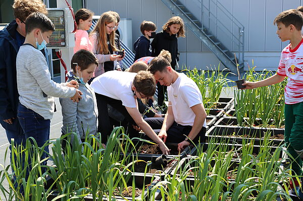 Zu Beginn der Projektwochen pflanzten die Fünftklässlerinnen und Fünftklässler Kresse und Sonnenblumen neben die Zwiebel- und Knoblauchpflanzen auf dem Dach des Nieper-Baus der HTWK Leipzig an