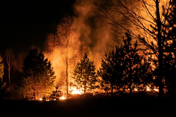 brennende Bäume bei Nacht