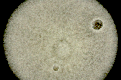 μQuant Stark vergrößerte Aufnahme eines Keims