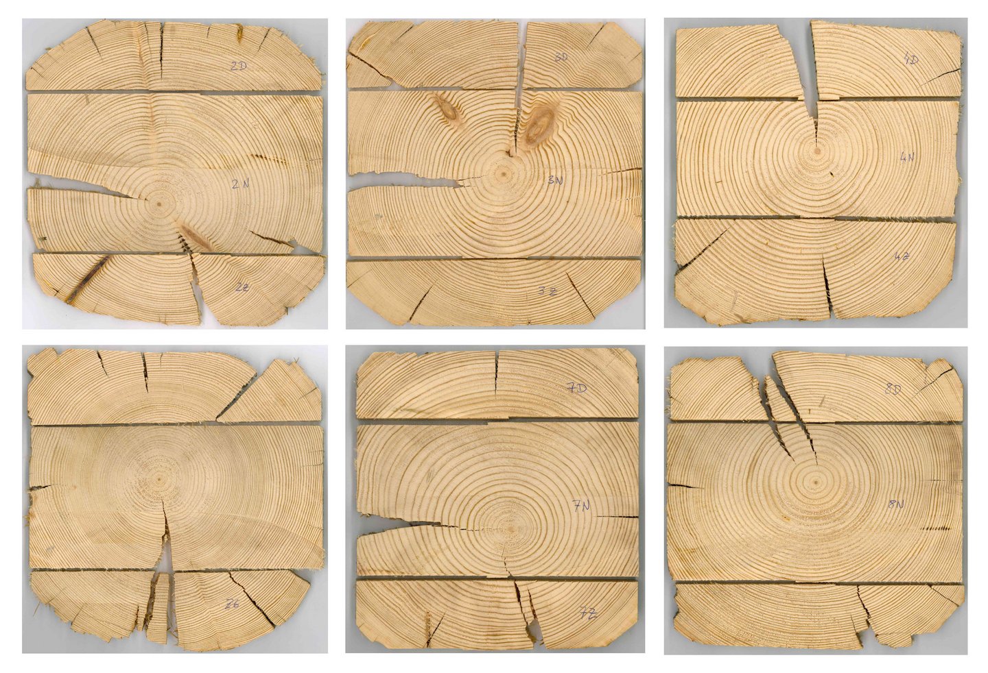 Holzeinblicke 6 Holzquerschnitte sind nebeneinander angeordnet