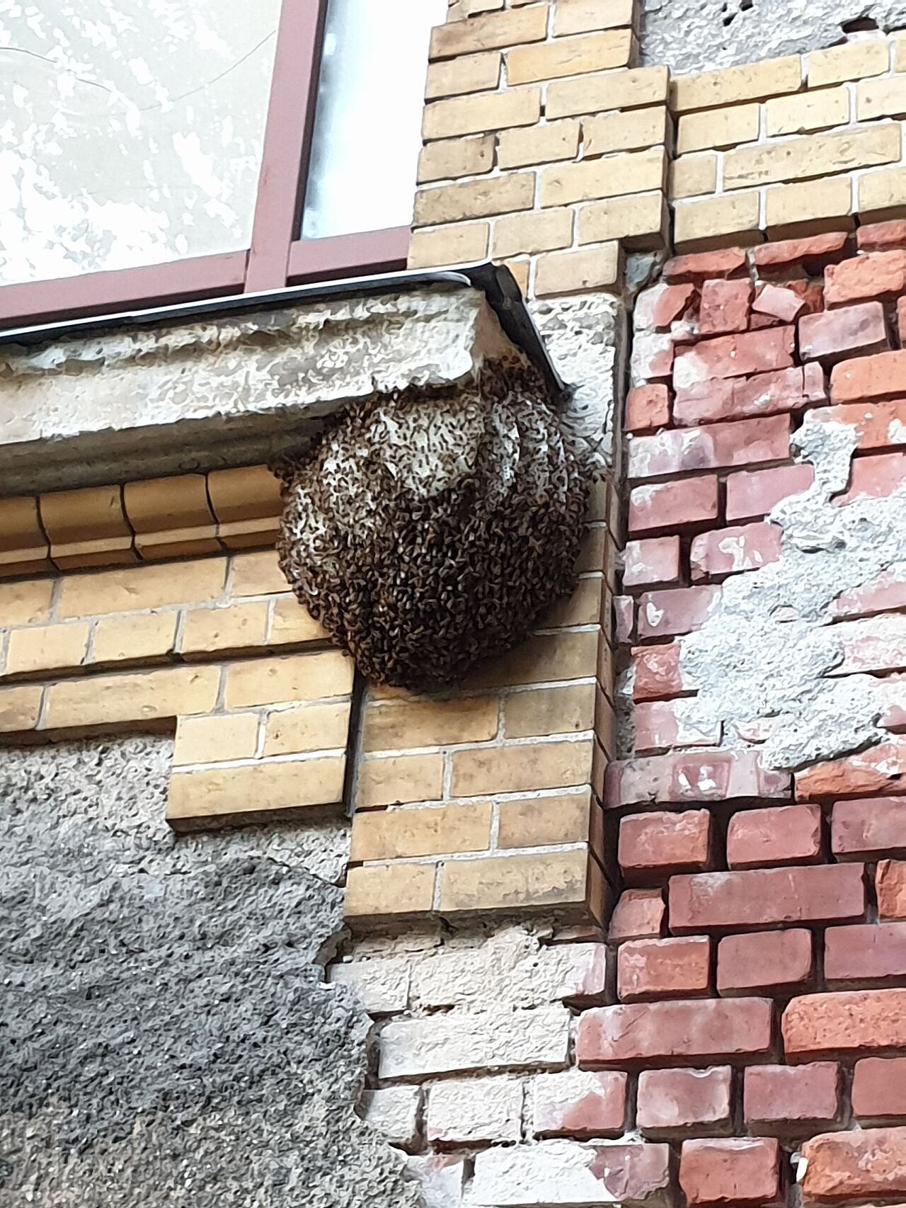 Bienenschwarm an der Hauswand