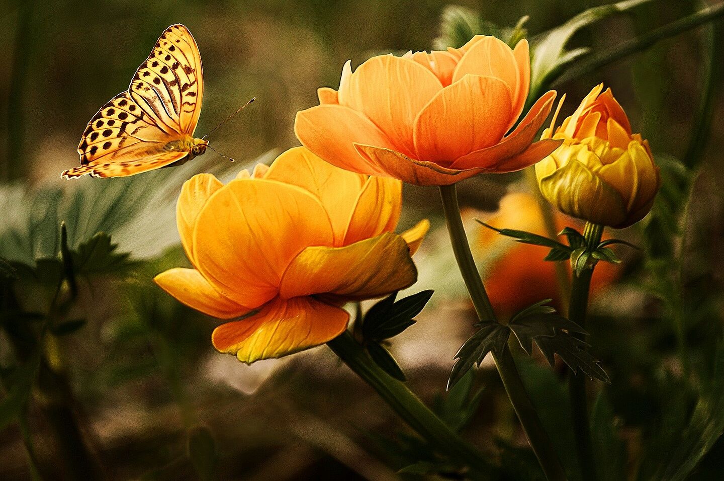 Blumen und Schmetterling (Symbolbild)