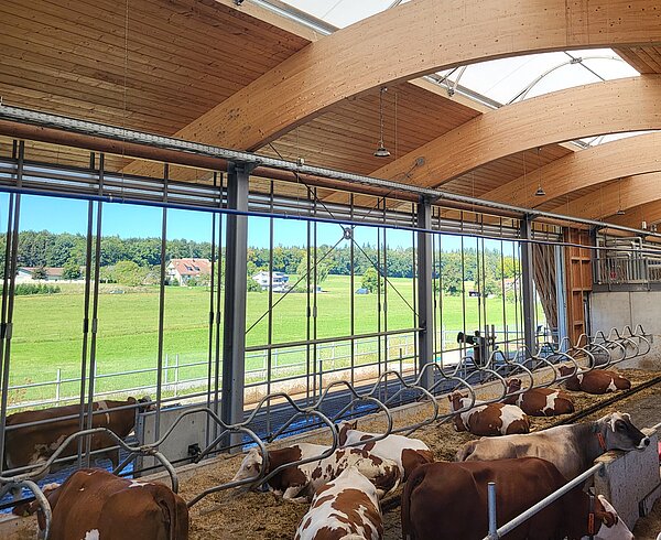 Stall Kühe stehen im Stall