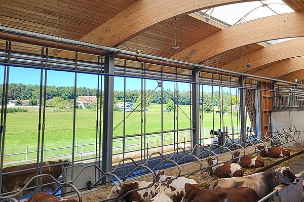 Kühe stehen im Stall