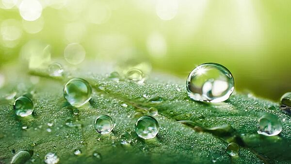 ©iStockphoto - Blatt mit Wassertropfen