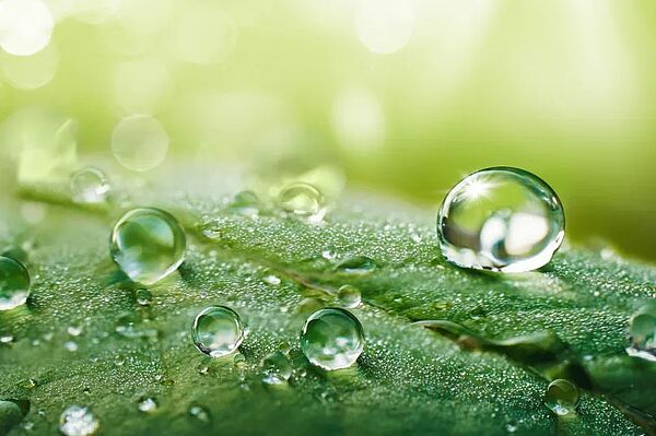 ©iStockphoto - Blatt mit Wassertropfen
