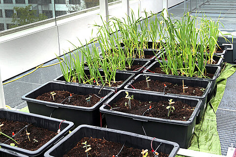 Dachgarten mit Pfanzenkisten und Wachstumsmesser