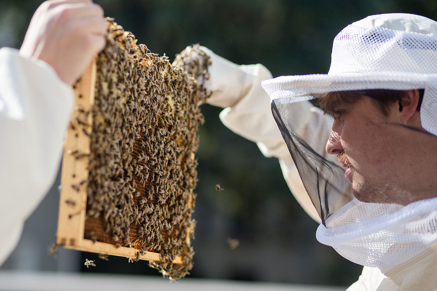 Simon Hauser schaut regelmäßig, wie das Bienenvolk gedeiht. Simon Hauser schaut regelmäßig, wie das Bienenvolk gedeiht.