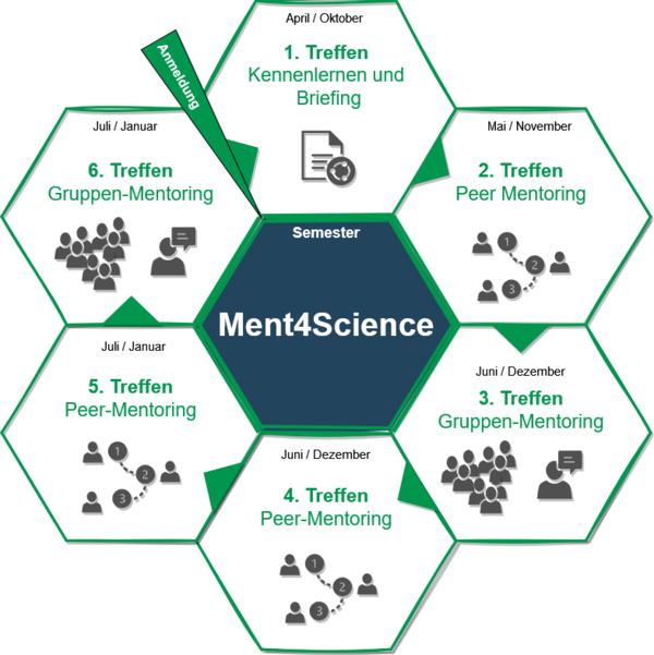 Das Kreisdiagramm visualisiert den Verlauf des Programms Ment4Science. Es zeigt die insgesamt sechs Treffen des Peer- und Gruppen-Mentorings, die für die Mentees im Verlauf des Semesters angedacht sind.