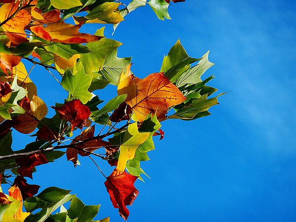 Herbstlich bunte Blätter vor blauem Himmel