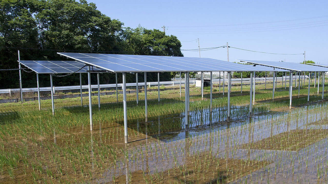 Ein kombinierter Solarpark mit Reisanbau in Japan