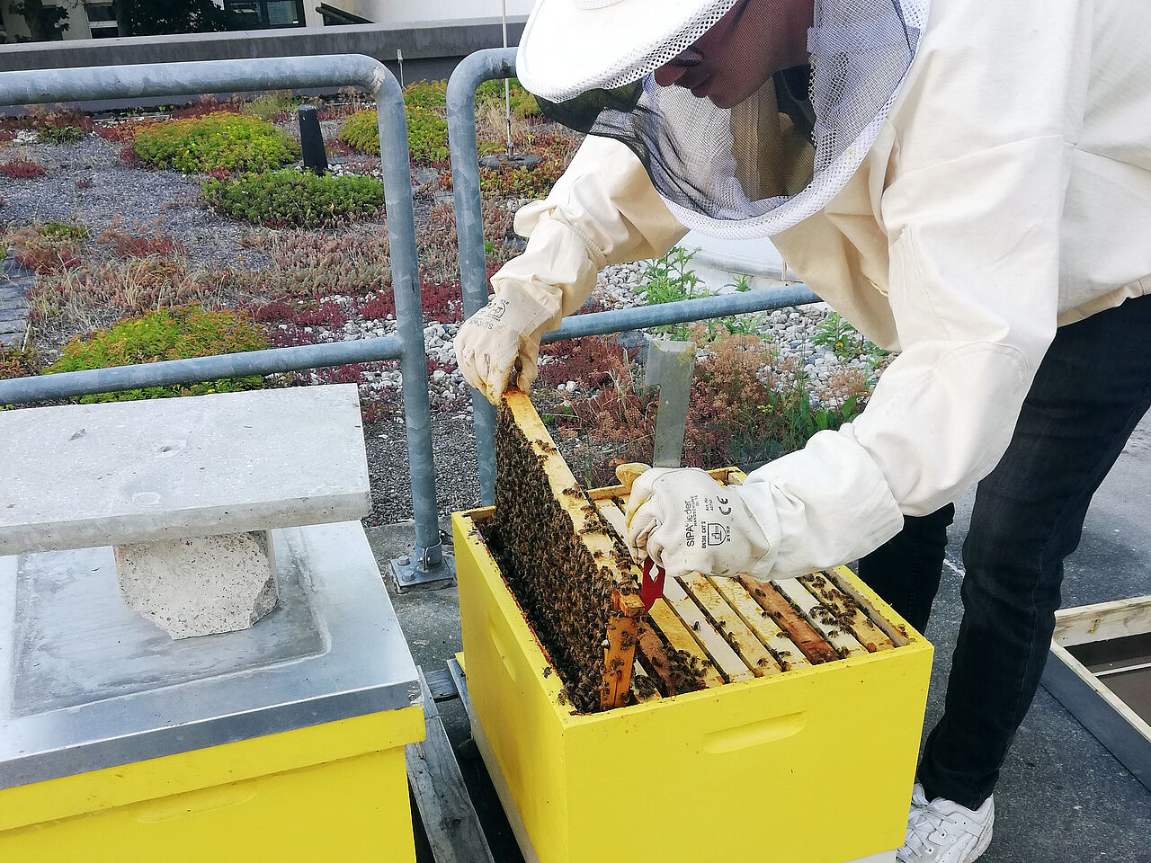 Julian holt eine Wabe aus der Bienenbeute auf dem Dach des Föppl-Baus