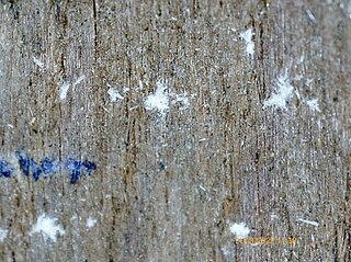 GreenHydroSax Wood surface with small white spots