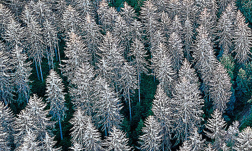 Unser Wald der Zukunft, klimastabil und vielfältig - Was muss sich dafür ändern?