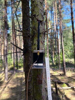 eine kleine schwarze Box mit Antenne am Baumstamm