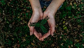 Person hält kleine Pflanze in ihrer Handfläche