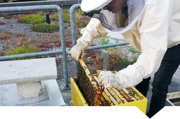 studentischer Imker bei der Arbeit mit den Bienen studentischer Imker bei der Arbeit mit den Bienen